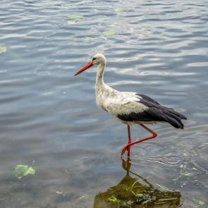 ����: ����� ���� 
