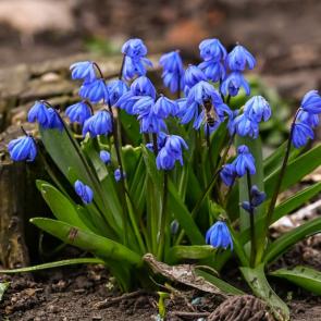 ���� ��������: ��������