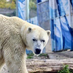 ����: ����� �������