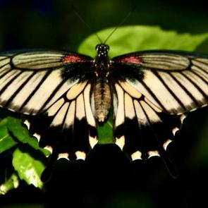 ���� ��������: ������� ������� 