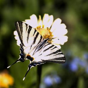 ���� ��������: ��������� 