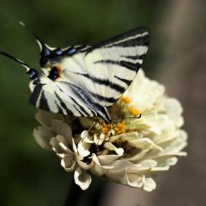 ���� ��������: ��������� �� ����� 