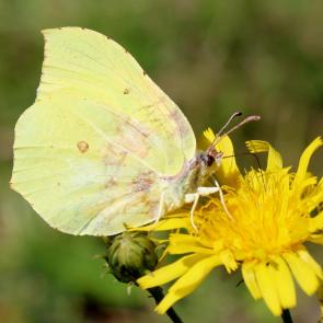 ���� ��������: 