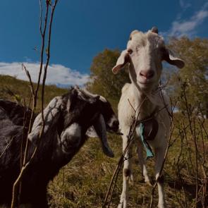 ����: �������