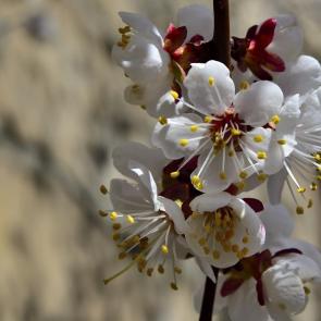 ����: ���������