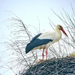 ���� ��������: 