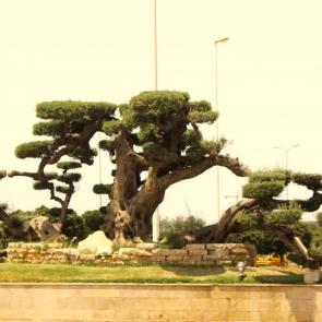 ����: ������  