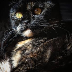 ����: ����