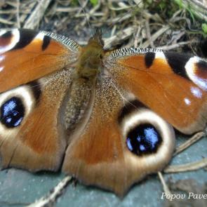 ����: ��������� ����