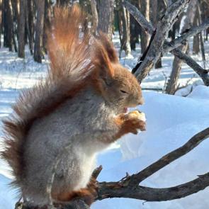 ����: �����