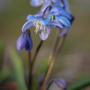 ���� ��������: ��������