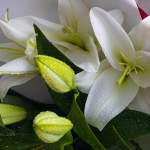 ����: ����� �����