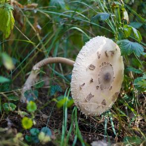 ����: ������