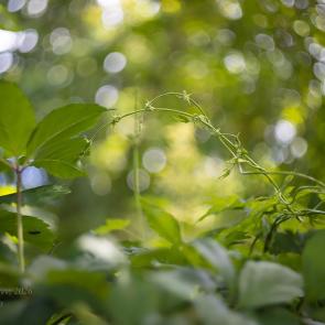 ����: �����(�������) �������� ������