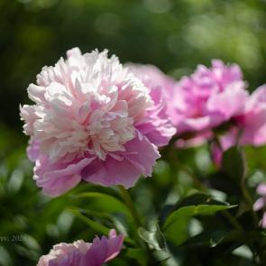 ����: ����