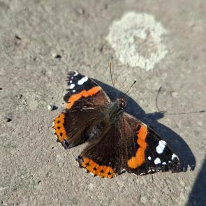 ����: �� ��������