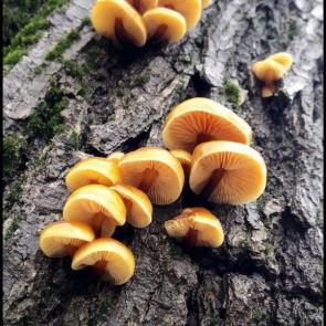 ���� ��������: ������ �����