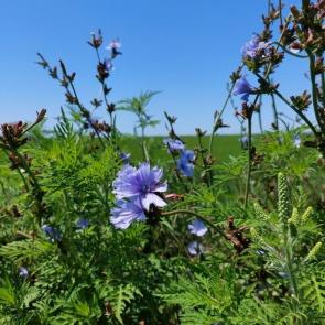 ���� ��������: ������� ����