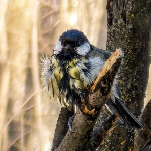 ����: ����� �������� ���-��������