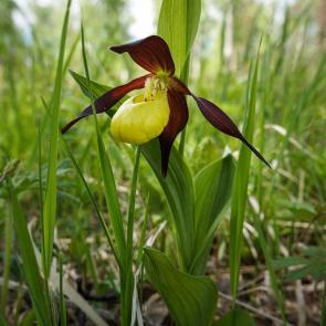 ���� ��������: �������� ��������