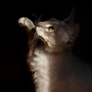 ����: ������ ��� 