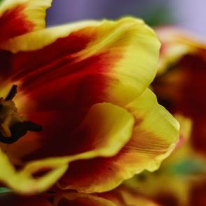 ����: �����