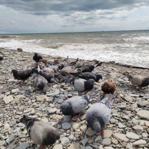 ����: ������