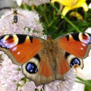 ���� ��������: 