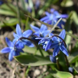 ����: �������� 