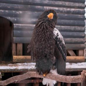 ����: ���������� �����