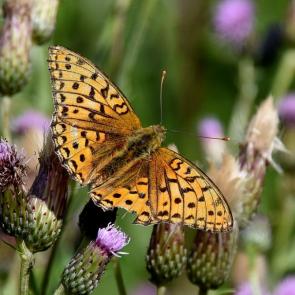 ����: �������������