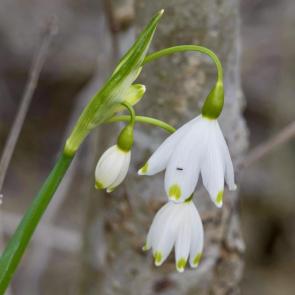 ����: �����������