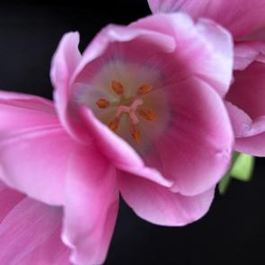 ����: ��������