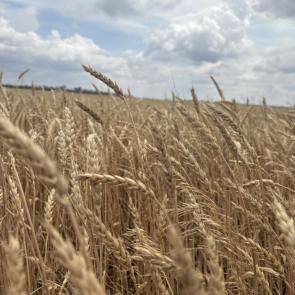 ����: ������� 