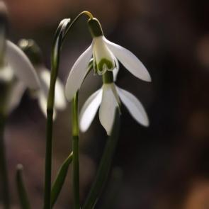 ���� ��������: ��� ������� ������. 