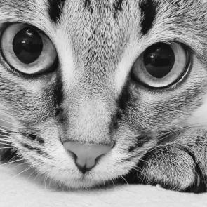 ����: ���