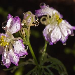 ���� ��������: 