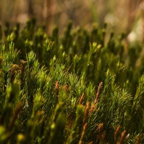 ���� ��������: 