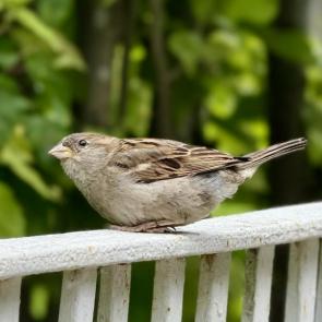 ����: ����������� 