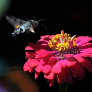 ���� ��������: 