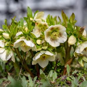 ����: ��������