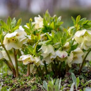 ����: ��������