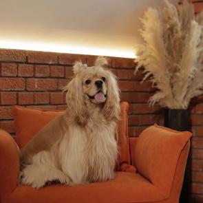 ����: �����