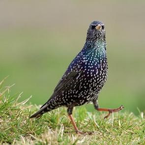 ����: ������ �������