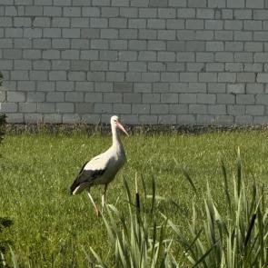 ����: ����