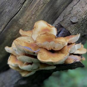 ���� ��������: ����� ����� 