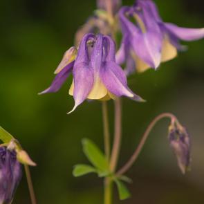 ����: ��������