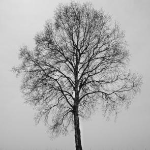 ����: 