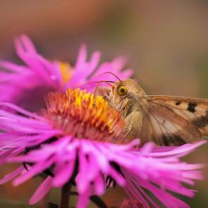 ���� ��������: ��������� � ����������. 