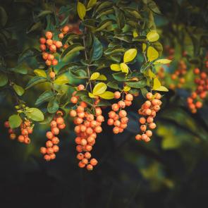 ���� ��������: �������.